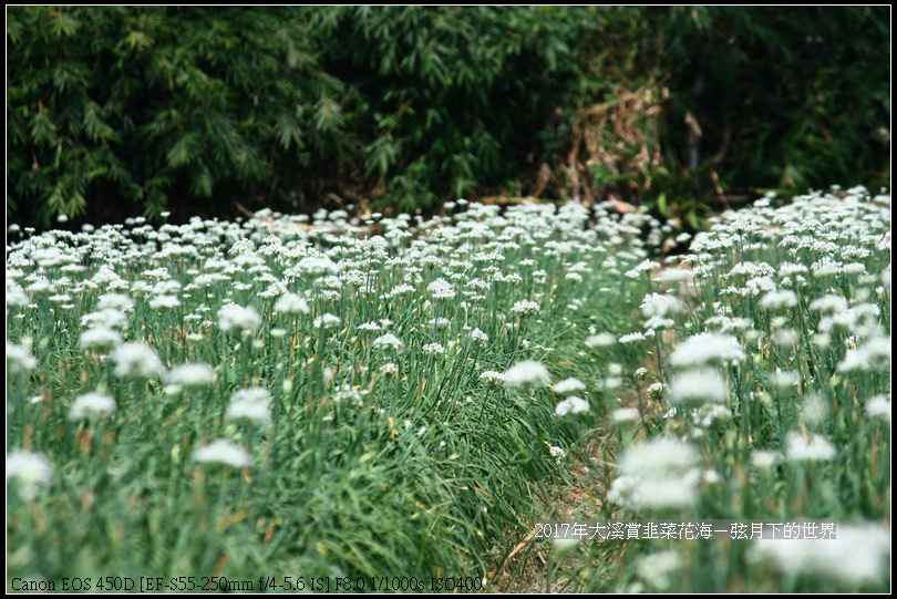 2017年9月6日大溪賞韭菜花海 (23)