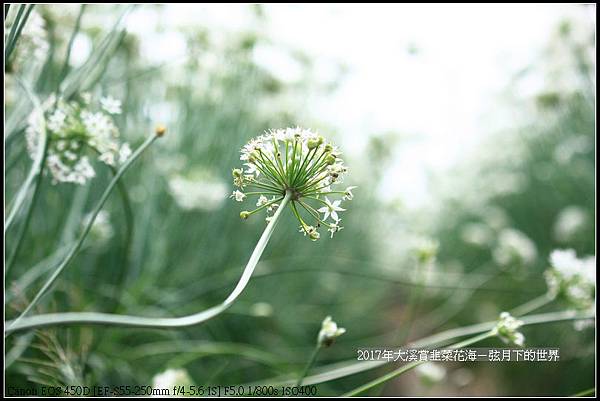 2017年9月6日大溪賞韭菜花海 (34)