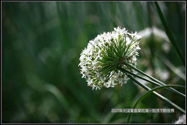 2017年9月6日大溪賞韭菜花海 (35)