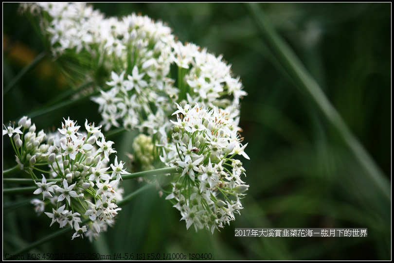 2017年9月6日大溪賞韭菜花海 (37)