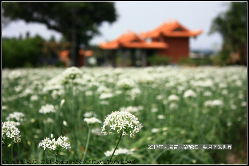 2017年9月6日大溪賞韭菜花海 (44)