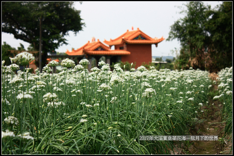 17年大溪賞韭菜花海 弦月下的世界 痞客邦