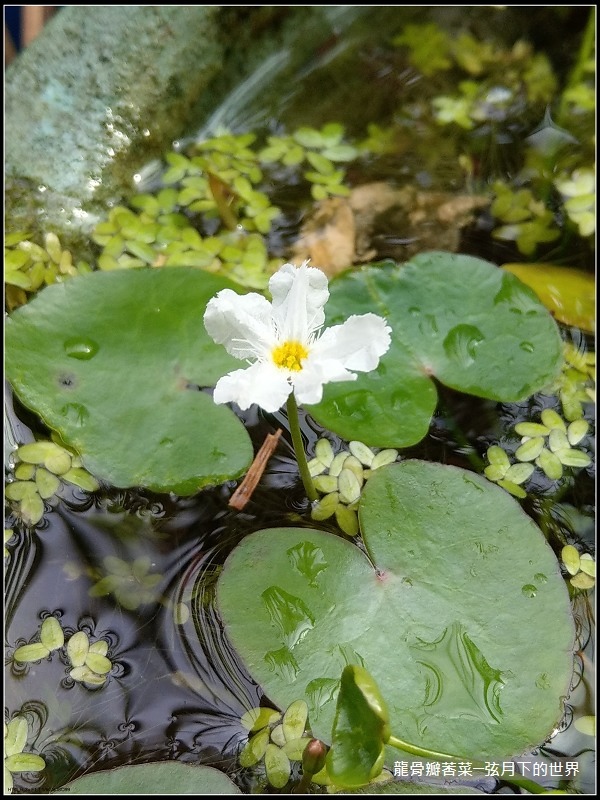 龍骨瓣莕菜 (5)