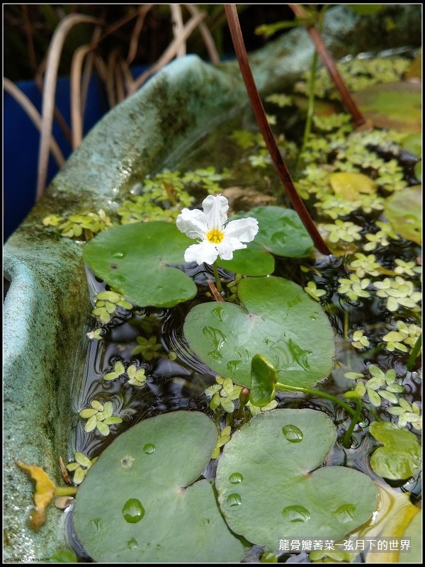 龍骨瓣莕菜 (4)