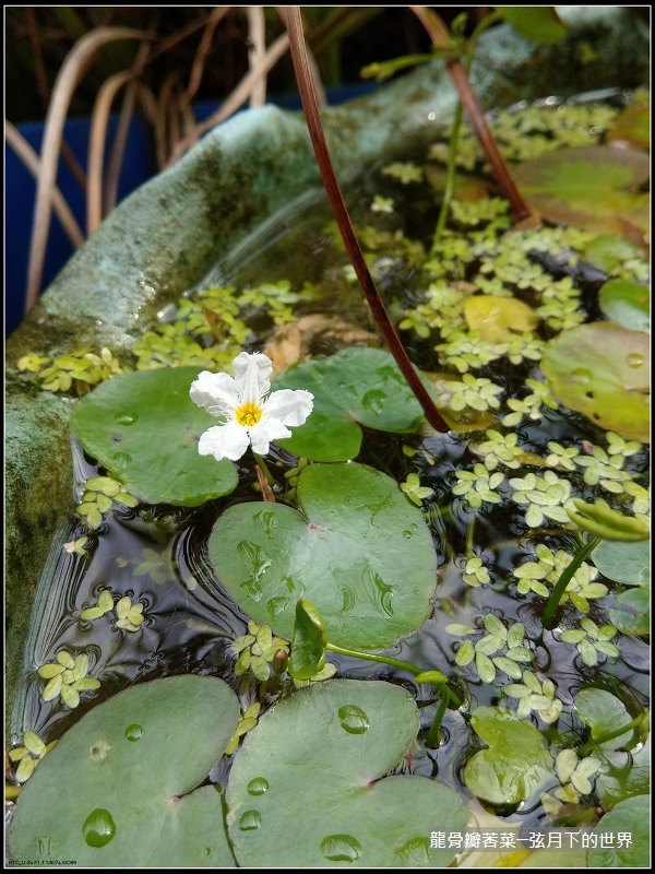 龍骨瓣莕菜 (3)