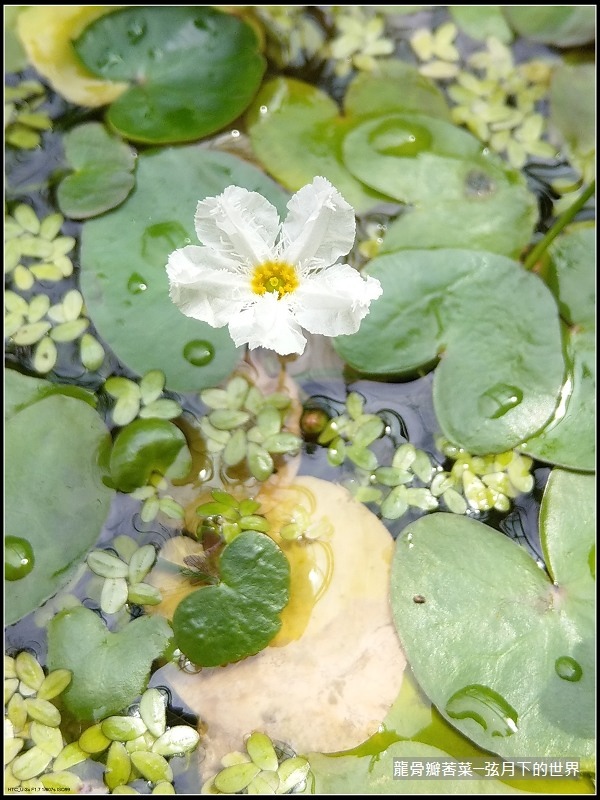 龍骨瓣莕菜 (7)