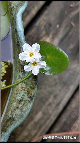 龍骨瓣莕菜 (10)