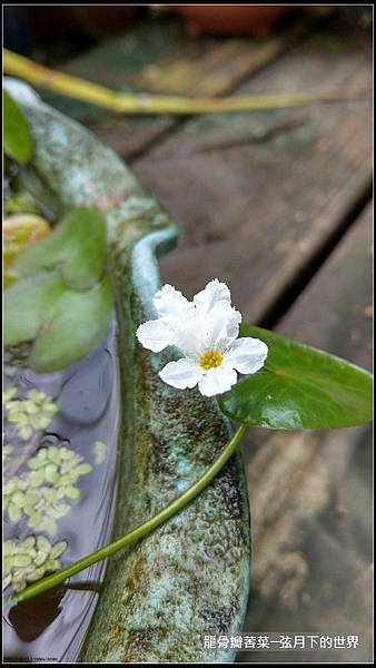 龍骨瓣莕菜 (12)