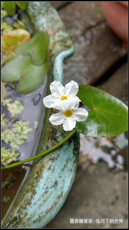 龍骨瓣莕菜 (14)