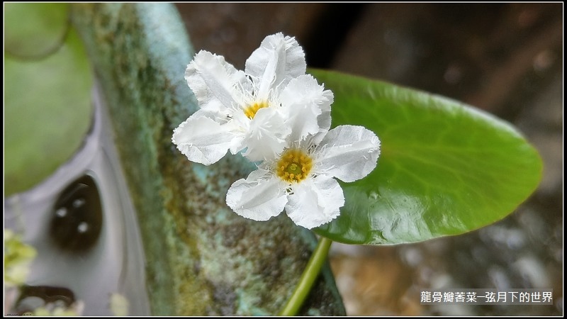 龍骨瓣莕菜 (16)