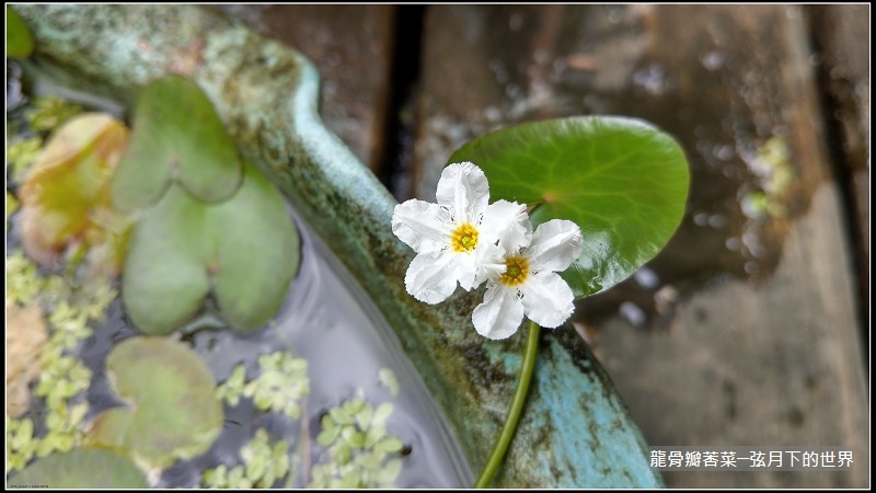 龍骨瓣莕菜 (15)