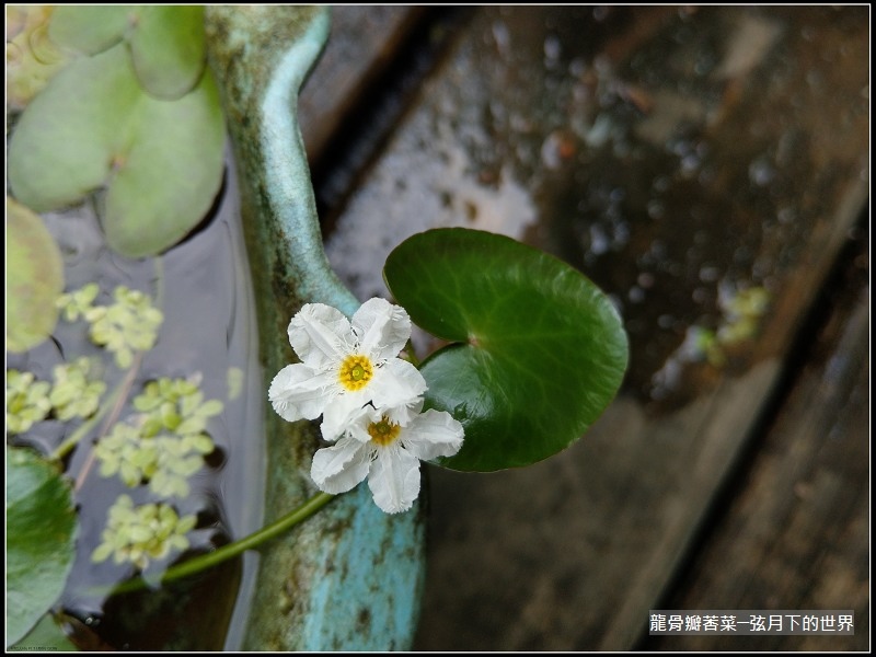 龍骨瓣莕菜 (20)