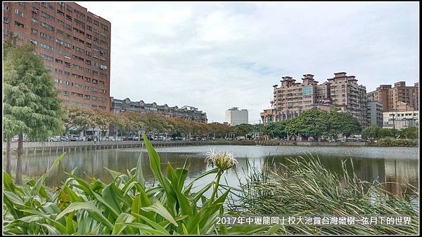 龍岡士校大池賞台灣欒樹 (9)