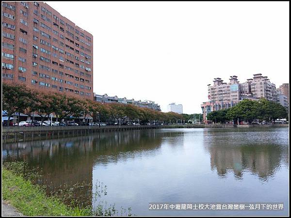 龍岡士校大池賞台灣欒樹 (10)