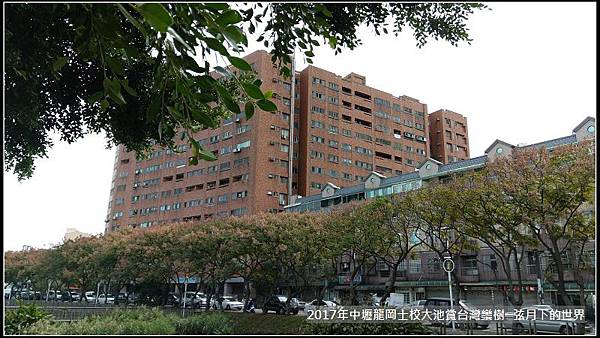 龍岡士校大池賞台灣欒樹 (12)