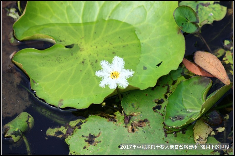 龍岡士校大池賞台灣欒樹 (14)