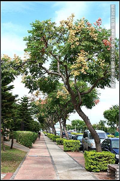 龍岡士校大池賞台灣欒樹 (18)