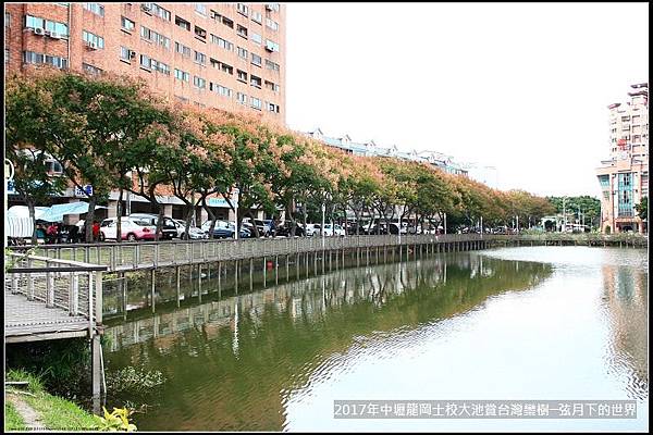 龍岡士校大池賞台灣欒樹 (29)
