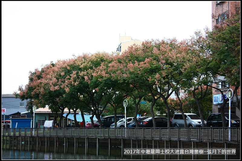 龍岡士校大池賞台灣欒樹 (34)