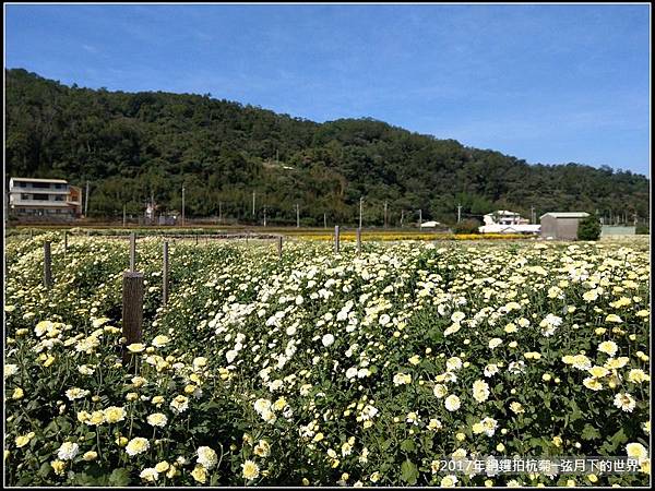 2017年銅鑼拍杭菊追火車 (12)