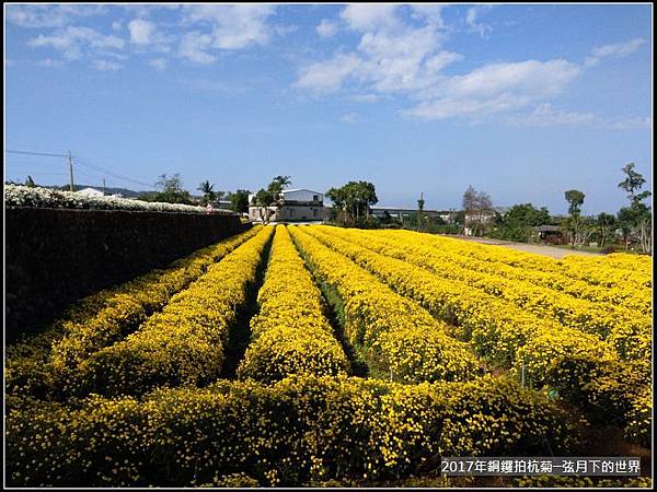2017年銅鑼拍杭菊 (1)
