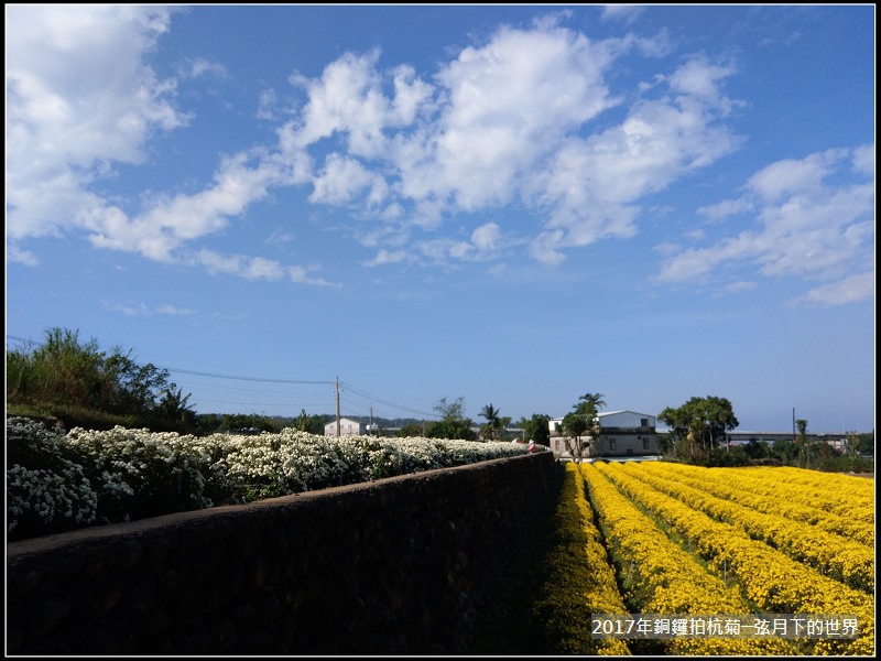 2017年銅鑼拍杭菊 (2)