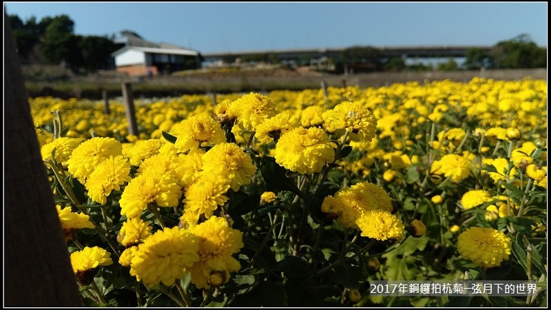 2017年銅鑼拍杭菊 (7)