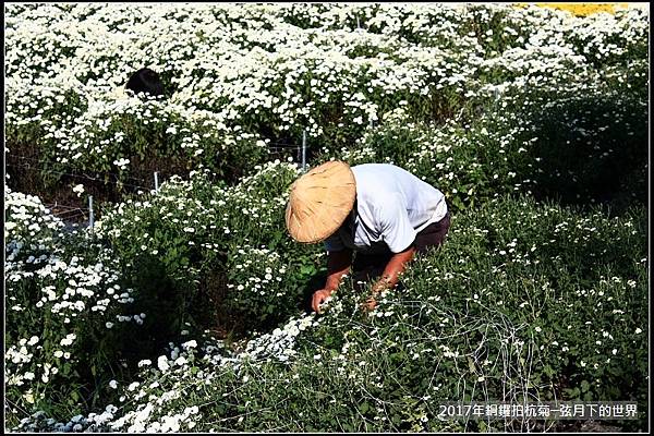 2017年銅鑼拍杭菊 (12)