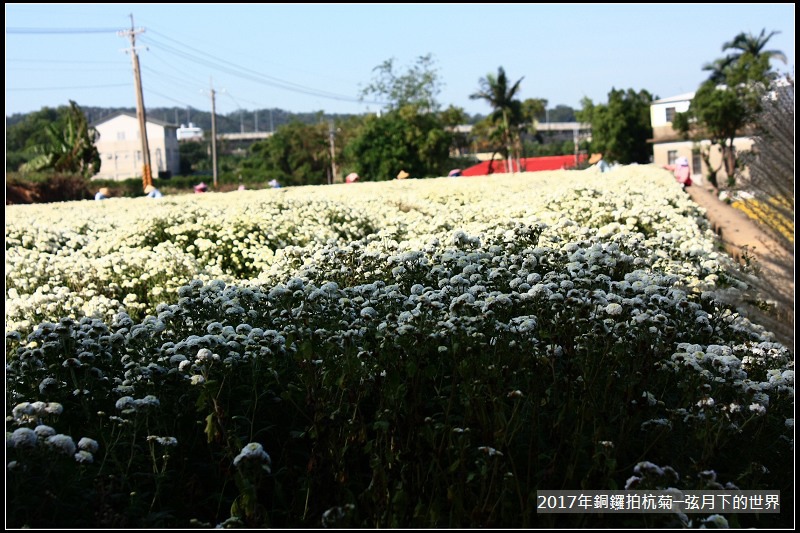 2017年銅鑼拍杭菊 (14)