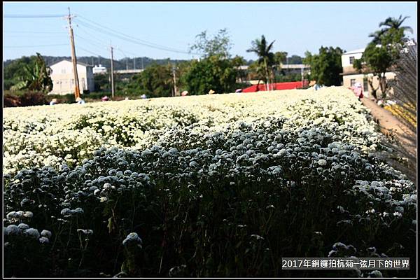 2017年銅鑼拍杭菊 (14)