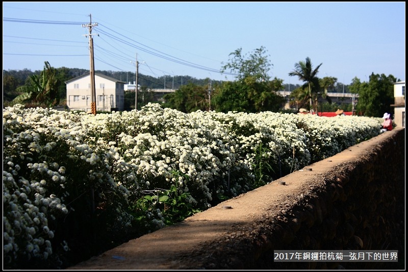 2017年銅鑼拍杭菊 (15)