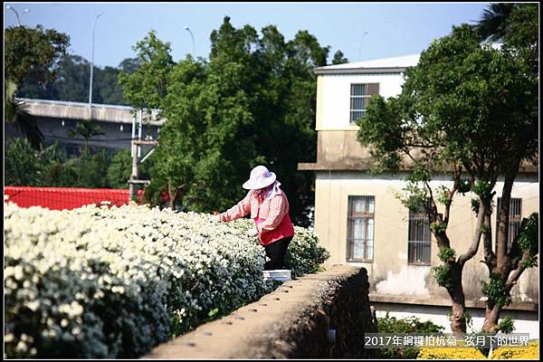 2017年銅鑼拍杭菊 (16)