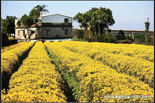 2017年銅鑼拍杭菊 (20)