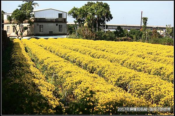 2017年銅鑼拍杭菊 (22)