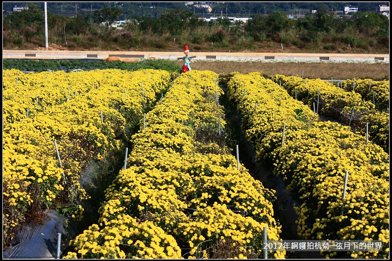 2017年銅鑼拍杭菊 (25)