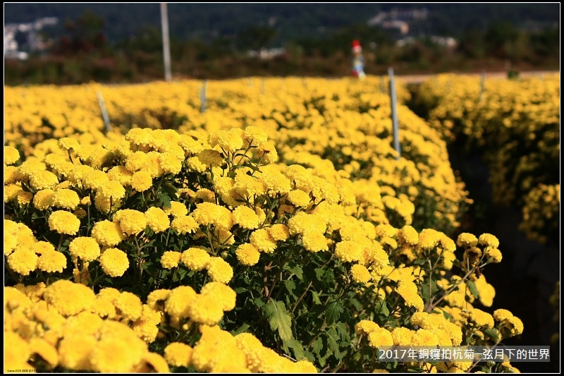 2017年銅鑼拍杭菊 (26)