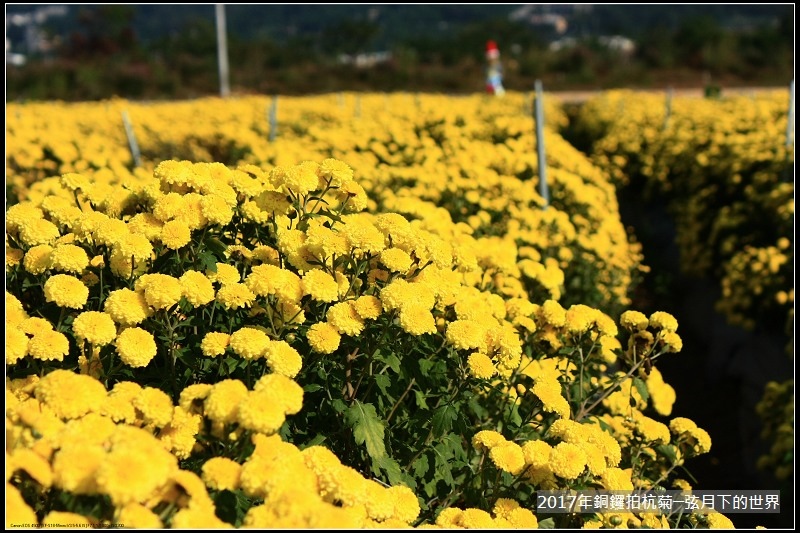 2017年銅鑼拍杭菊 (27)