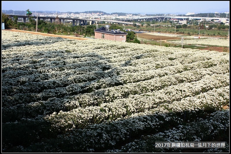 2017年銅鑼拍杭菊 (34)