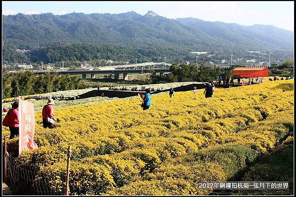 2017年銅鑼拍杭菊 (36)