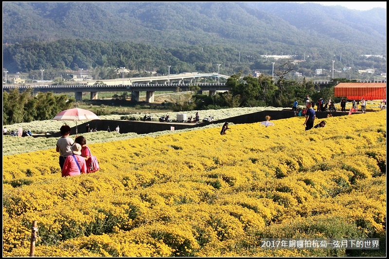 2017年銅鑼拍杭菊 (38)