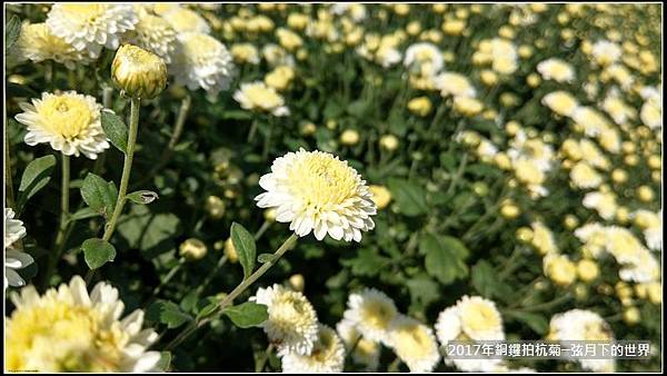 2017年銅鑼拍杭菊 (39)