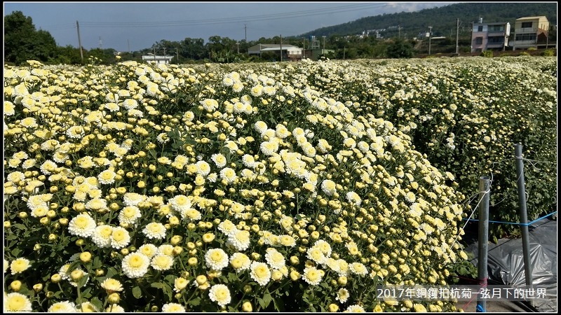 2017年銅鑼拍杭菊 (41)