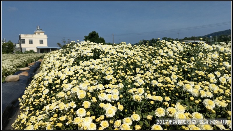 2017年銅鑼拍杭菊 (42)