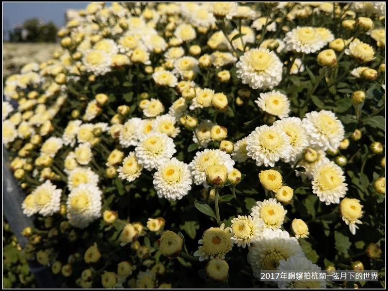 2017年銅鑼拍杭菊 (45)