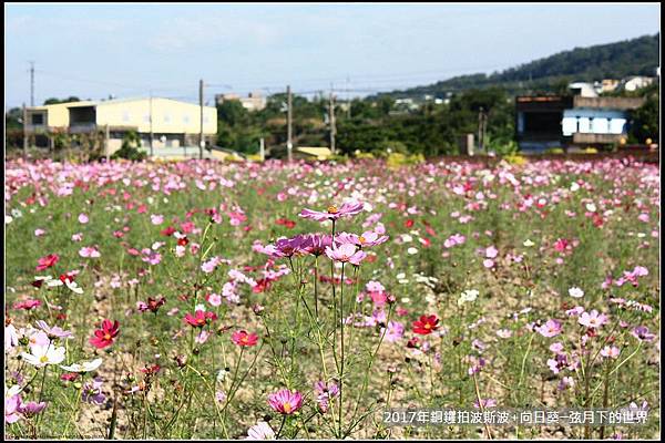 2017年銅鑼拍波斯菊向日葵 (10)