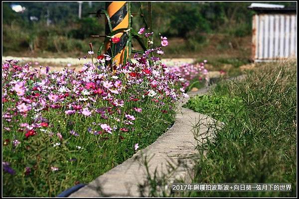 2017年銅鑼拍波斯菊向日葵 (25)