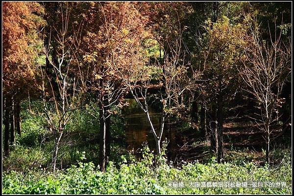 ★大溪馮媽崎落羽松秘境 (3).jpg