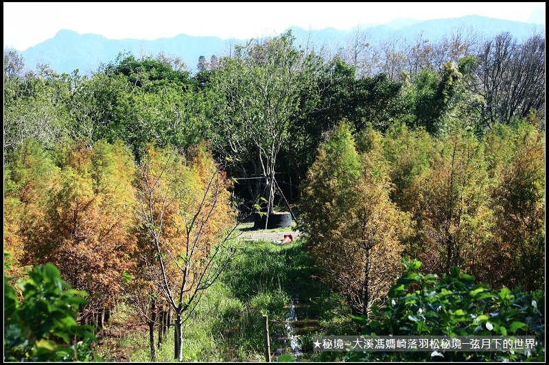 ★大溪馮媽崎落羽松秘境 (5).jpg