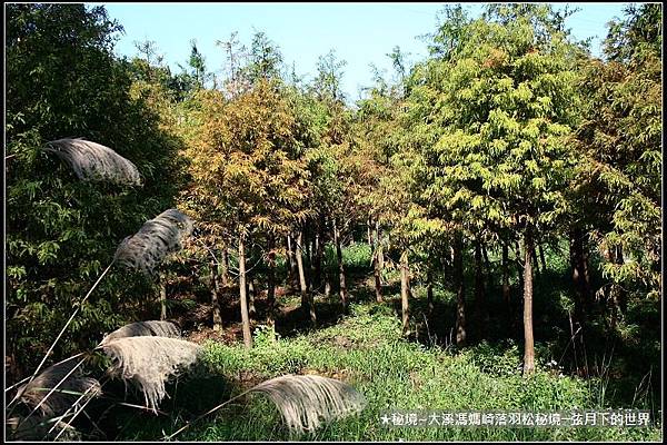 ★大溪馮媽崎落羽松秘境 (8).jpg