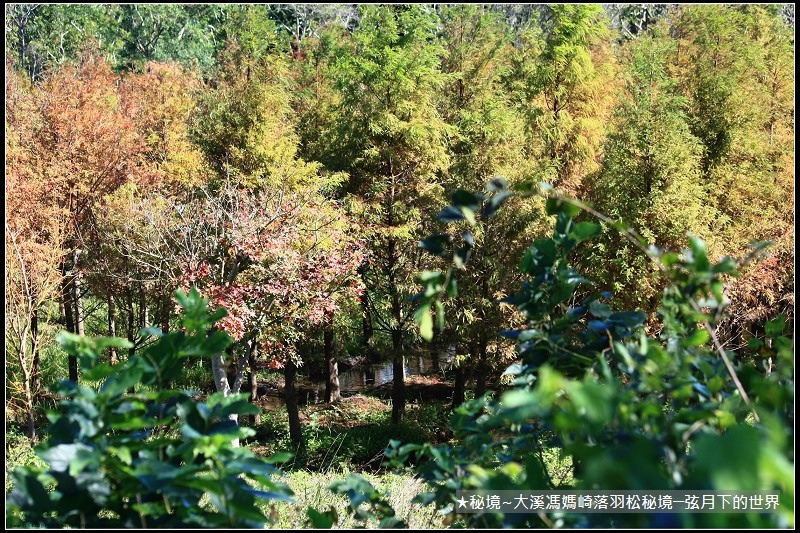 ★大溪馮媽崎落羽松秘境 (12).jpg